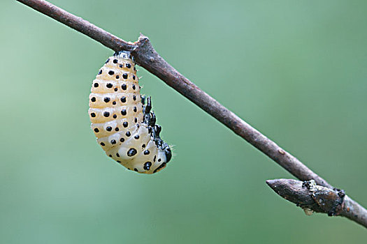 榆树金花虫幼虫图片