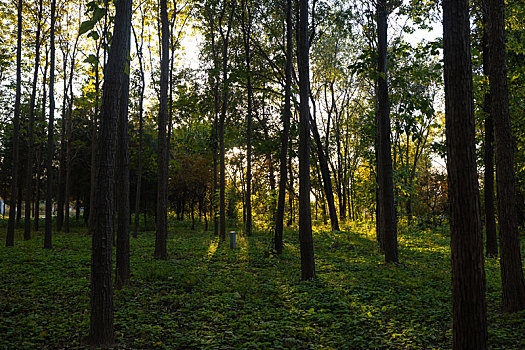深秋阳光斜射在森林里