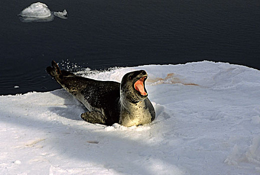 南极半岛,区域,海豹,浮冰