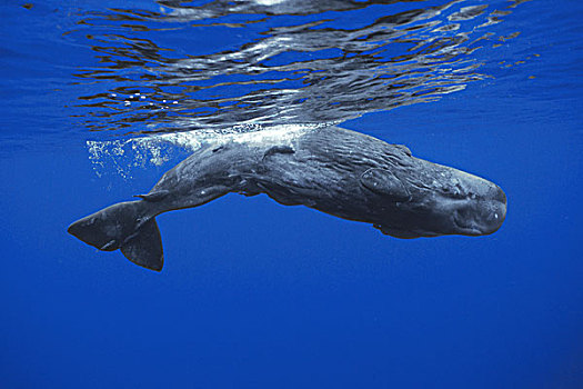 抹香鲸,幼兽,游泳,靠近,水面,岛屿,日本