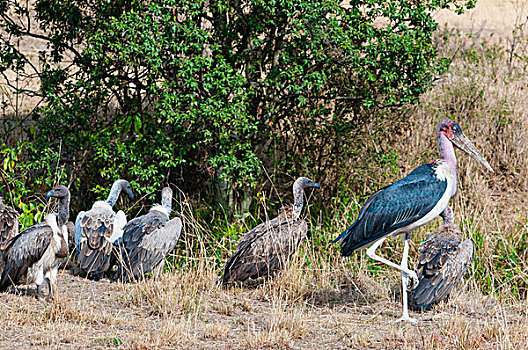 非洲,白背兀鹫,白背秃鹫,秃鹳,马赛马拉国家保护区,肯尼亚