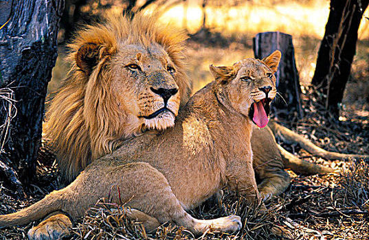 狮子,南非
