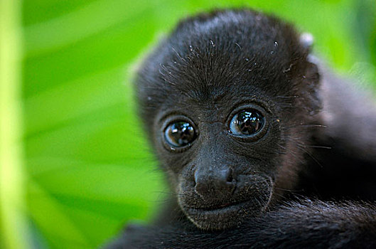 哥斯达黎加,叫喊,猴子,一个,普通,中美洲,名字,长,毛发
