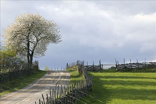 樱桃树,道路,瑞典