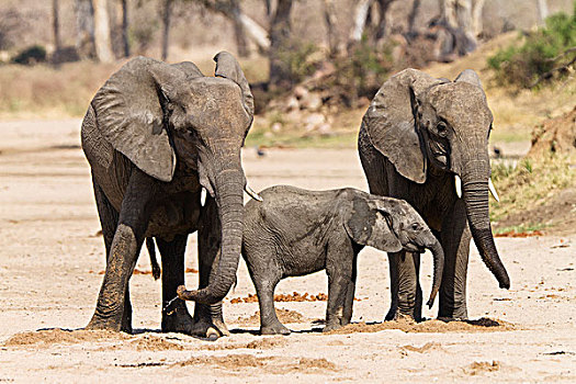 非洲象,幼小,幼兽,喝,洞,挖,国家公园,坦桑尼亚