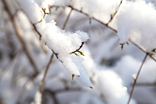 中国冬季白色的雪覆盖在树上