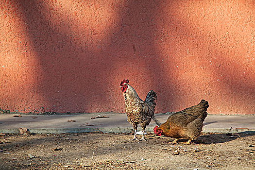墙角下两只色彩鲜艳的公鸡