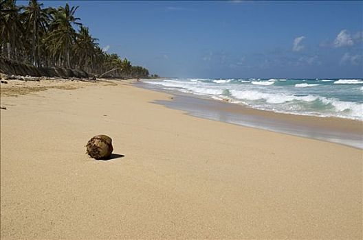椰树,海滩,排列,椰,蓬塔卡纳,多米尼加共和国,中美洲