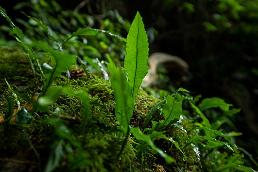 特写山谷里潮湿的岩石上翠绿的青苔与蕨类