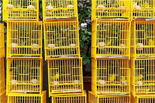 鸟,市场,香港