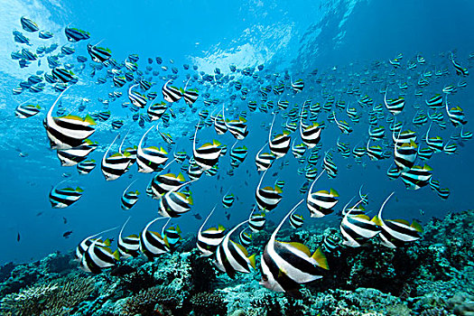 鱼群,上方,珊瑚礁,印度洋,南马累环礁,马尔代夫,亚洲