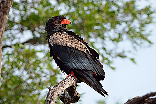 鹰,栖息,树上,克鲁格国家公园,南非,非洲