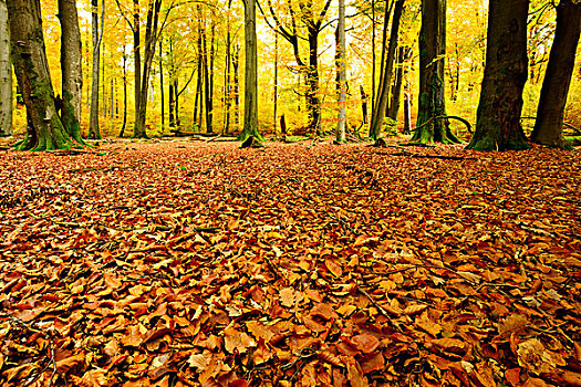 叶子,地毯,自然,混合,落叶林,老,橡树,山毛榉,秋天,施佩萨特,自然公园,巴伐利亚,德国,欧洲