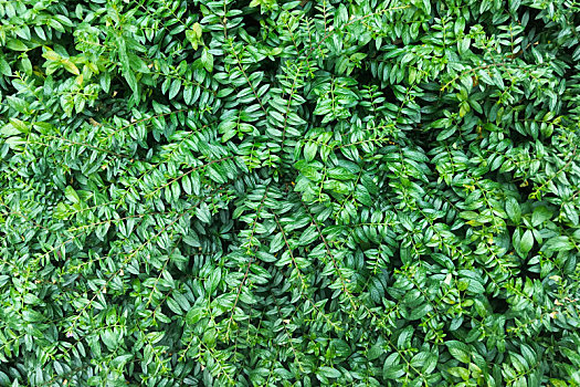 绿色植物叶子纹理背景