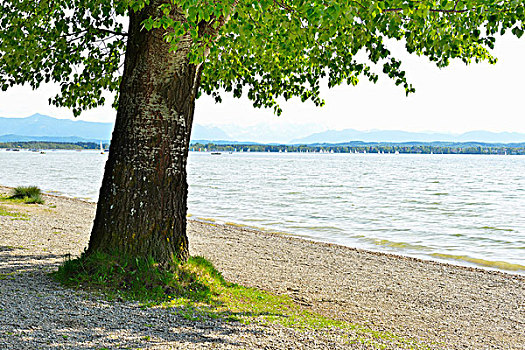 湖岸,树,看,上巴伐利亚,巴伐利亚,德国