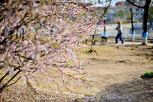 大庆市,春花,烂漫