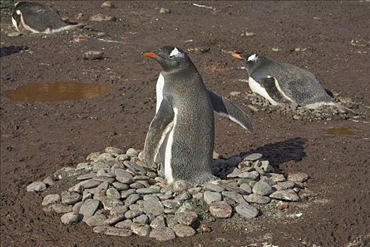 巴布亚企鹅,三个,孵卵,蛋,石头,鸟窝,南乔治亚