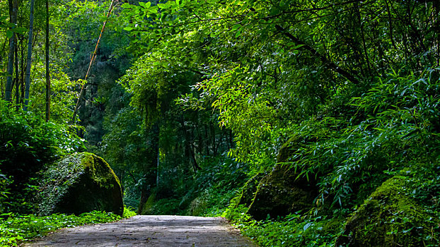 台灣溪頭森林保護區,森林步道
