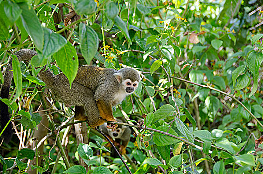 法属圭亚那,岛屿,野生,松鼠猴,树上
