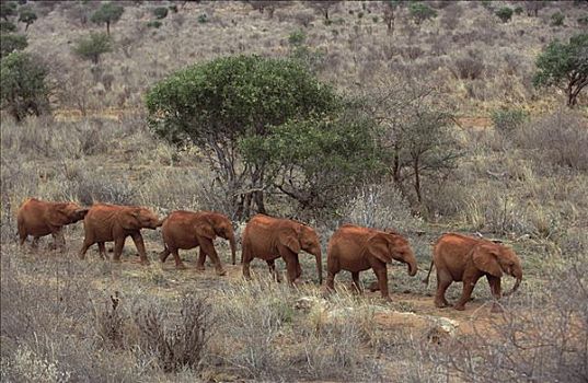 非洲象,幼兽,走,排列,东察沃国家公园,肯尼亚