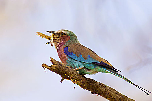 紫胸佛法僧鸟,紫胸佛法僧,吃,昆虫,捕食,纳库鲁湖国家公园,肯尼亚
