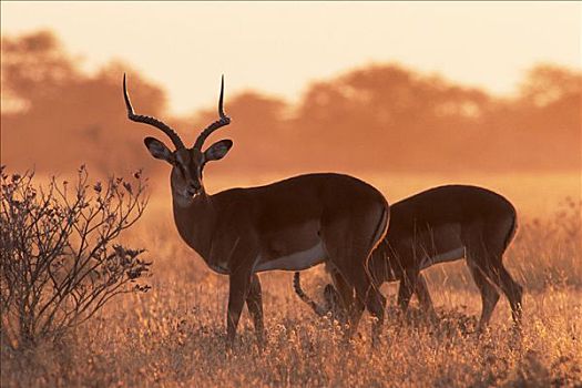黑斑羚,日出,埃托沙国家公园,纳米比亚,非洲
