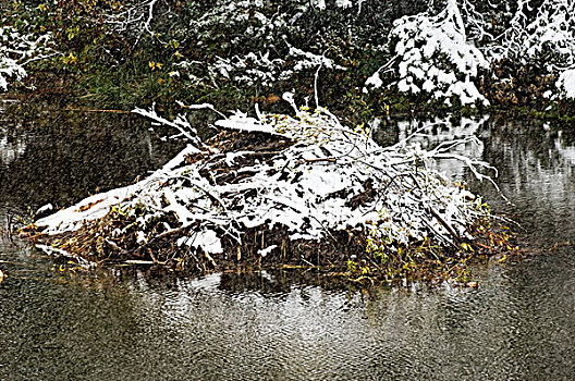 海狸,美洲河狸,住宿,涂层,早,下雪,瓦特顿湖国家公园,西南方,艾伯塔省,加拿大