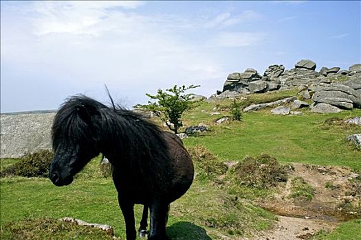 小马,正面,达特姆尔高原,南德文郡,英格兰