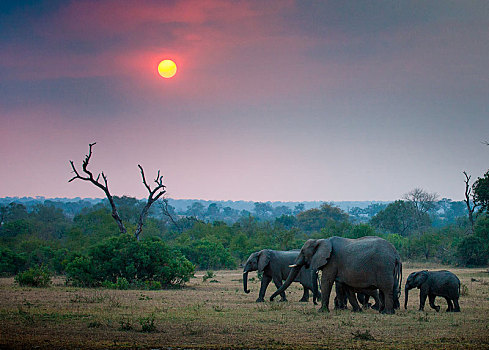 牧群,大象,非洲象,走,树,灌木丛,背景,日落