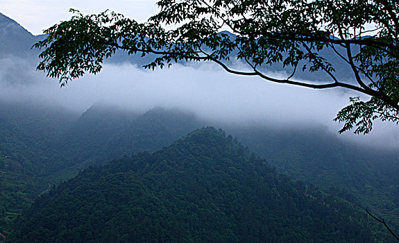 四明山,云海,云雾,茶园,山,树林