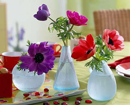 冠状银莲花,欧洲银莲花,玻璃花瓶