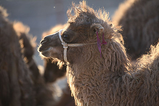 新疆哈密,萌态小骆驼