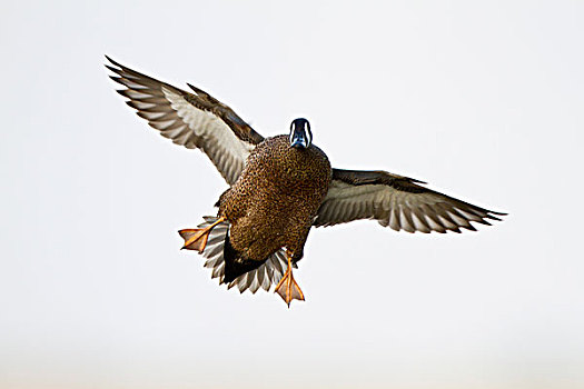 蓝翅鸭,鸭属,雄性,飞行,降落,伊利诺斯,美国