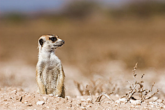 猫鼬,细尾獴属,暸望,卡拉哈里沙漠,卡拉哈迪大羚羊国家公园,博茨瓦纳