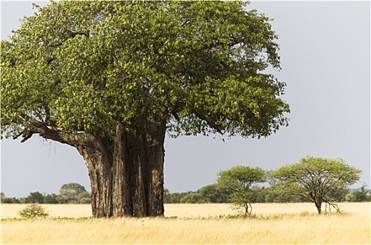 非洲,猴面包树