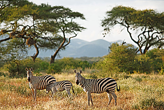 斑马,马,刺槐,背影,西察沃国家公园,肯尼亚,非洲