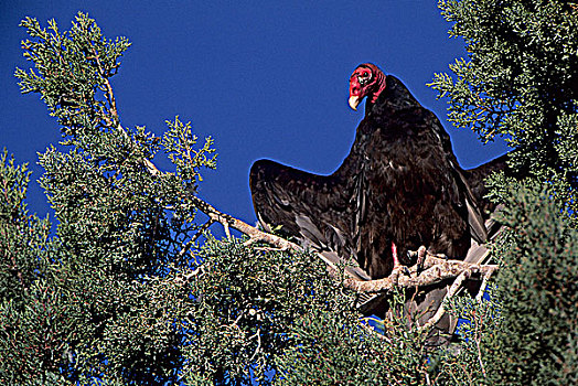 美洲鹫,红头美洲鹫,栖息,索科罗镇,新墨西哥,美国