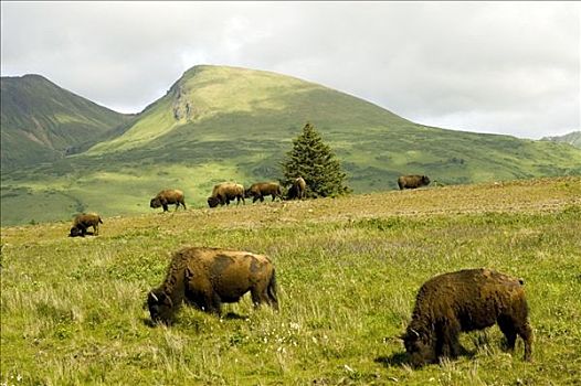 野牛,靠近,狭窄,岬角,科迪亚克岛,阿拉斯加,西南方,夏天