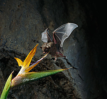 蝙蝠,啜饮,花蜜,鹤望兰,花