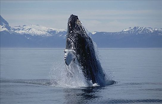 驼背鲸,大翅鲸属,鲸鱼,鲸跃,东南阿拉斯加