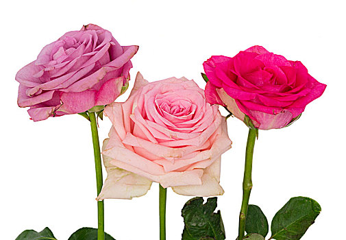 紫罗兰,盛开,玫瑰,紫红色,粉色,清新,花,隔绝,白色背景,背景