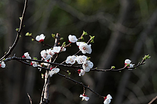 梅花