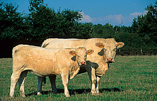 家牛,夏洛莱牛,母牛,幼兽,站立,草场,中心,法国,欧洲