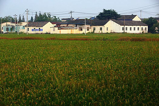 田园,水稻,农田,作物,天空
