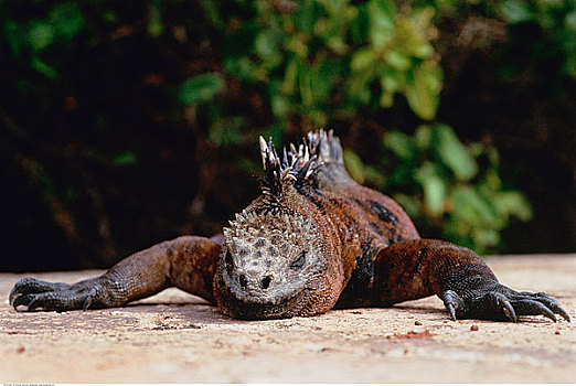海鬣蜥,加拉帕戈斯群岛,南太平洋
