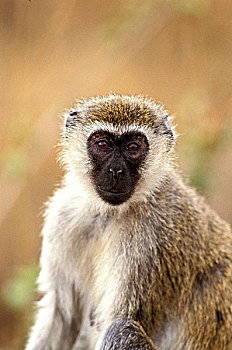 长尾黑颚猴,绿猴,头像,女性,肯尼亚
