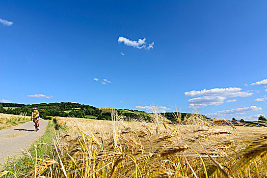 大麦,作物,农作物,蓝天,云,骑车,维也纳,木头,下奥地利州,奥地利