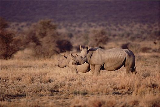 白犀牛,纳米比亚