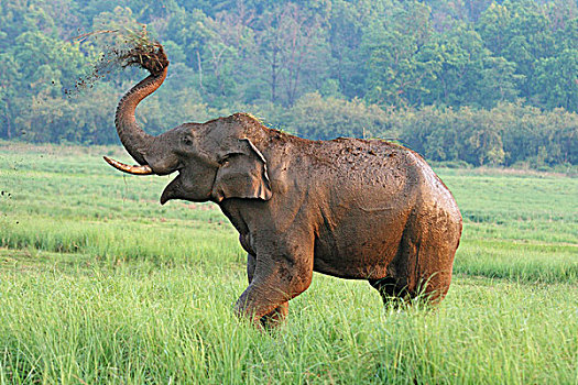印度象,国家公园,印度