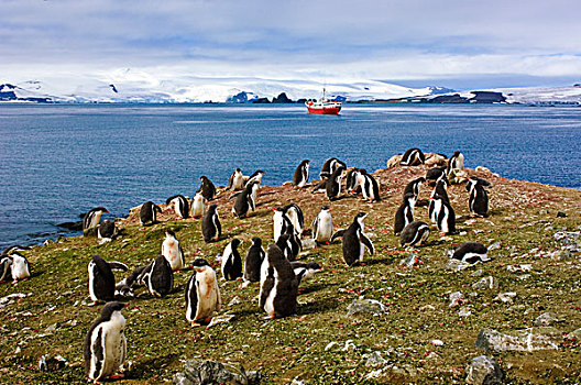南极,岛屿,探索,巴布亚企鹅,生物群